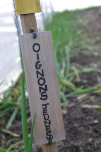 Oignons jeunes