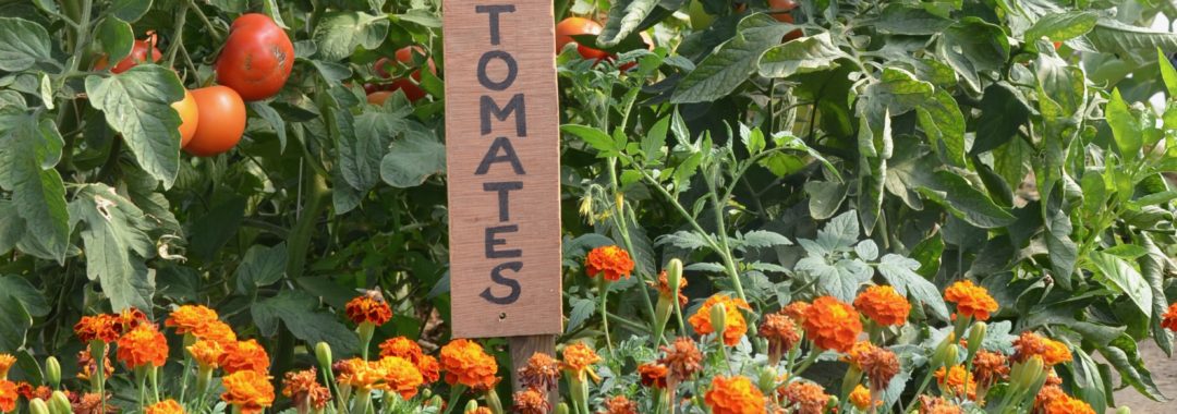 les tomates