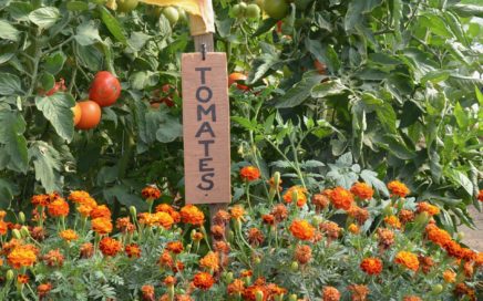 les tomates