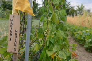 Haricots du champ"