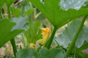 Les fleurs de courgettes, en beignet, c'est super"