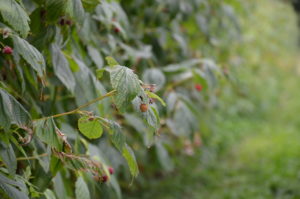 Les framboises"