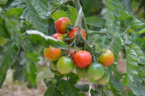 Mange des tomates, mon amour"