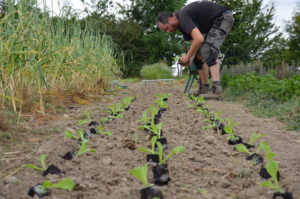 On plante des salades"