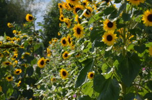 Les tournesols"