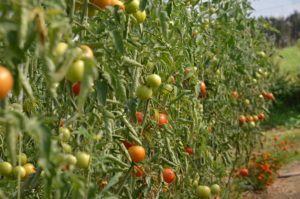 Les tomates"