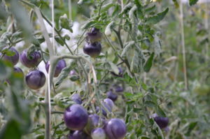 Les tomates violetttes"