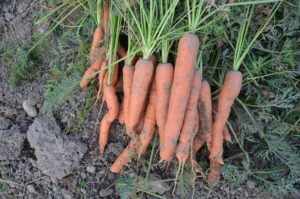 Les carottes"