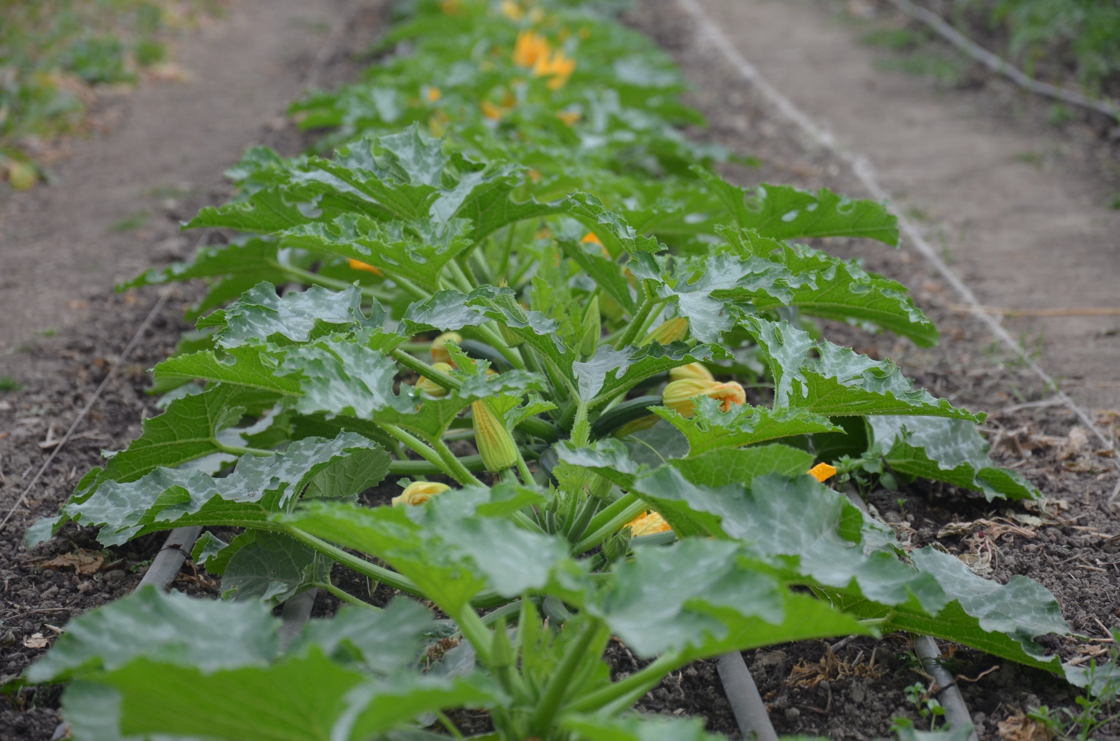 courgettes