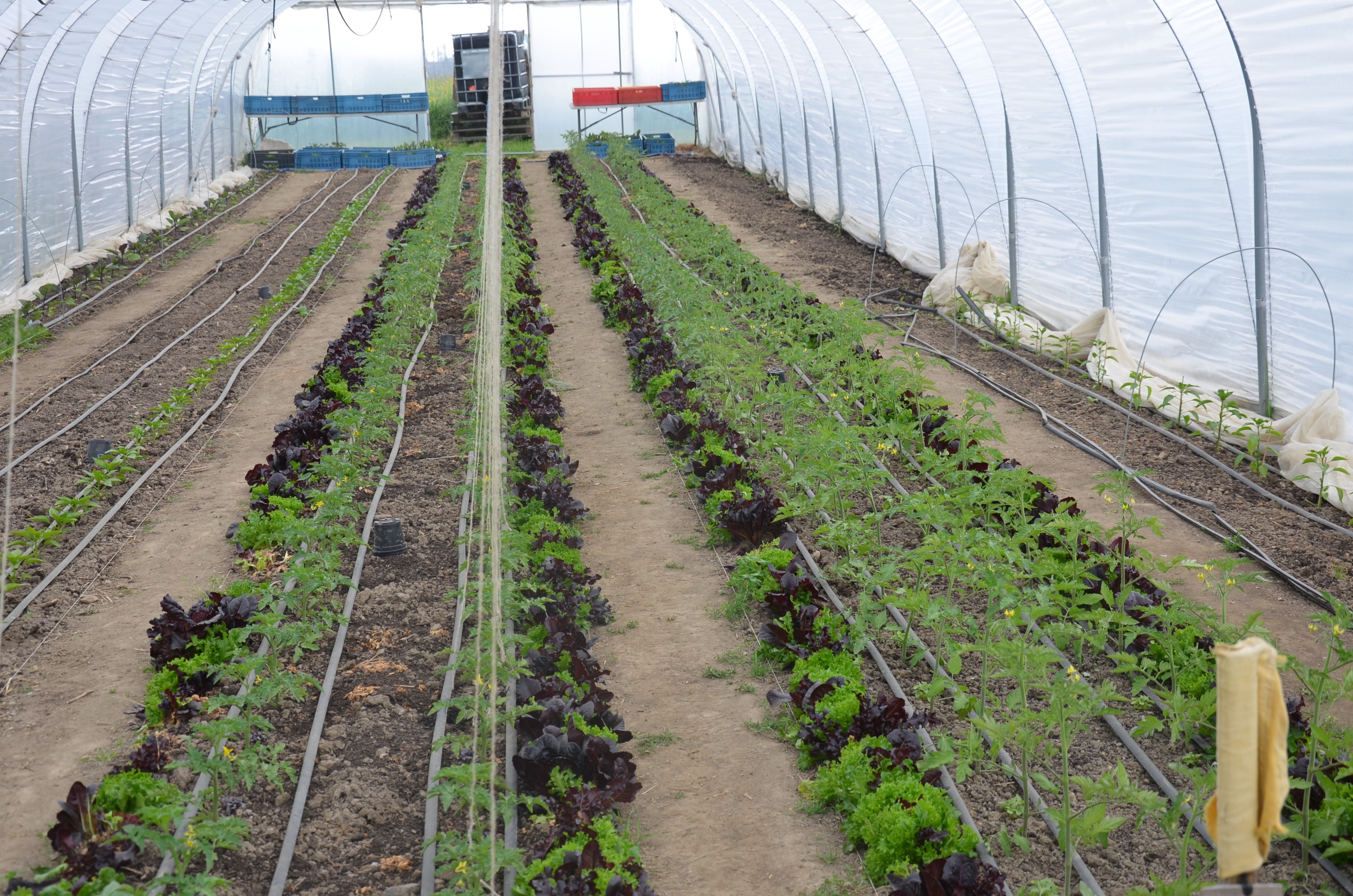 les tomates