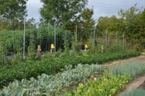 les tomates externes