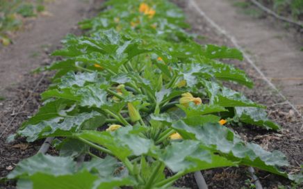 courgettes